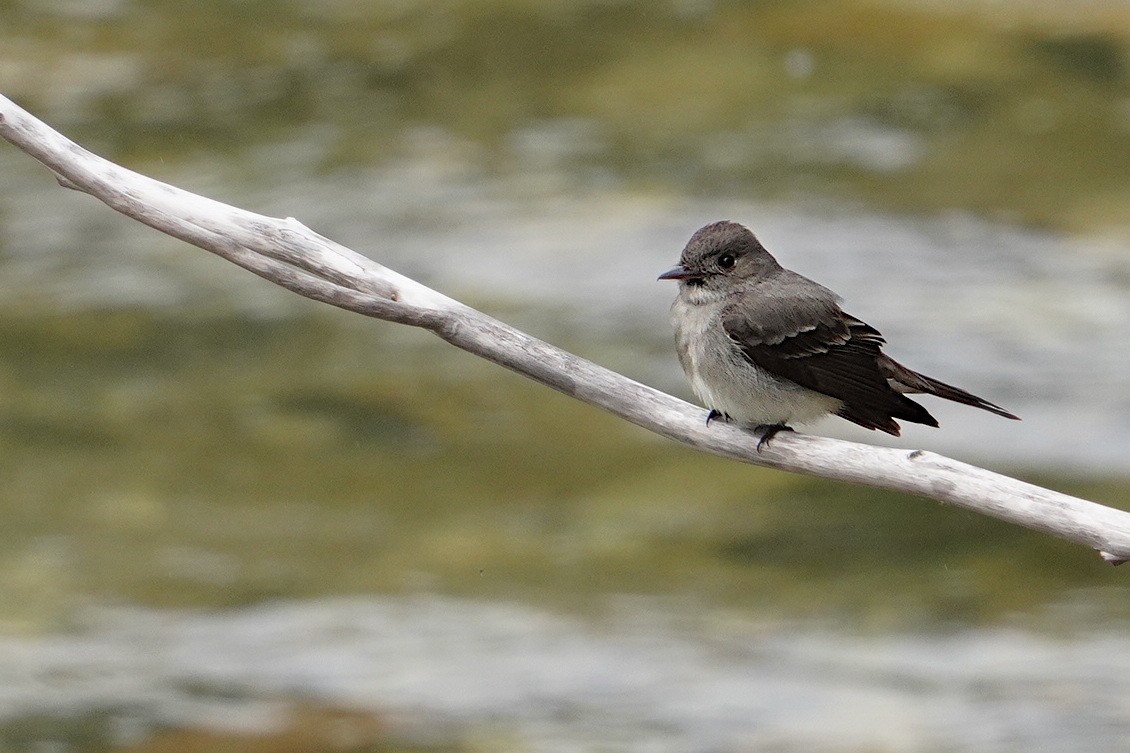 Western Wood-Pewee - ML569218721