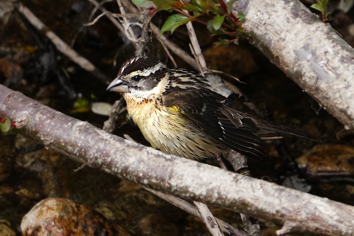 Black-headed Grosbeak - ML569218901