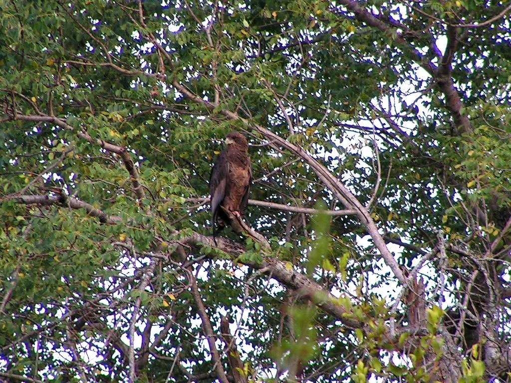 Tawny Eagle - ML569219071