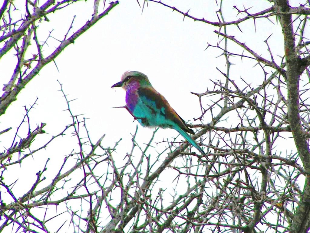 Lilac-breasted Roller - ML569219271