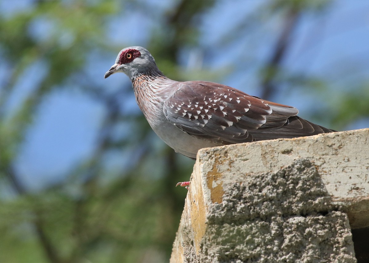 Speckled Pigeon - ML569220551