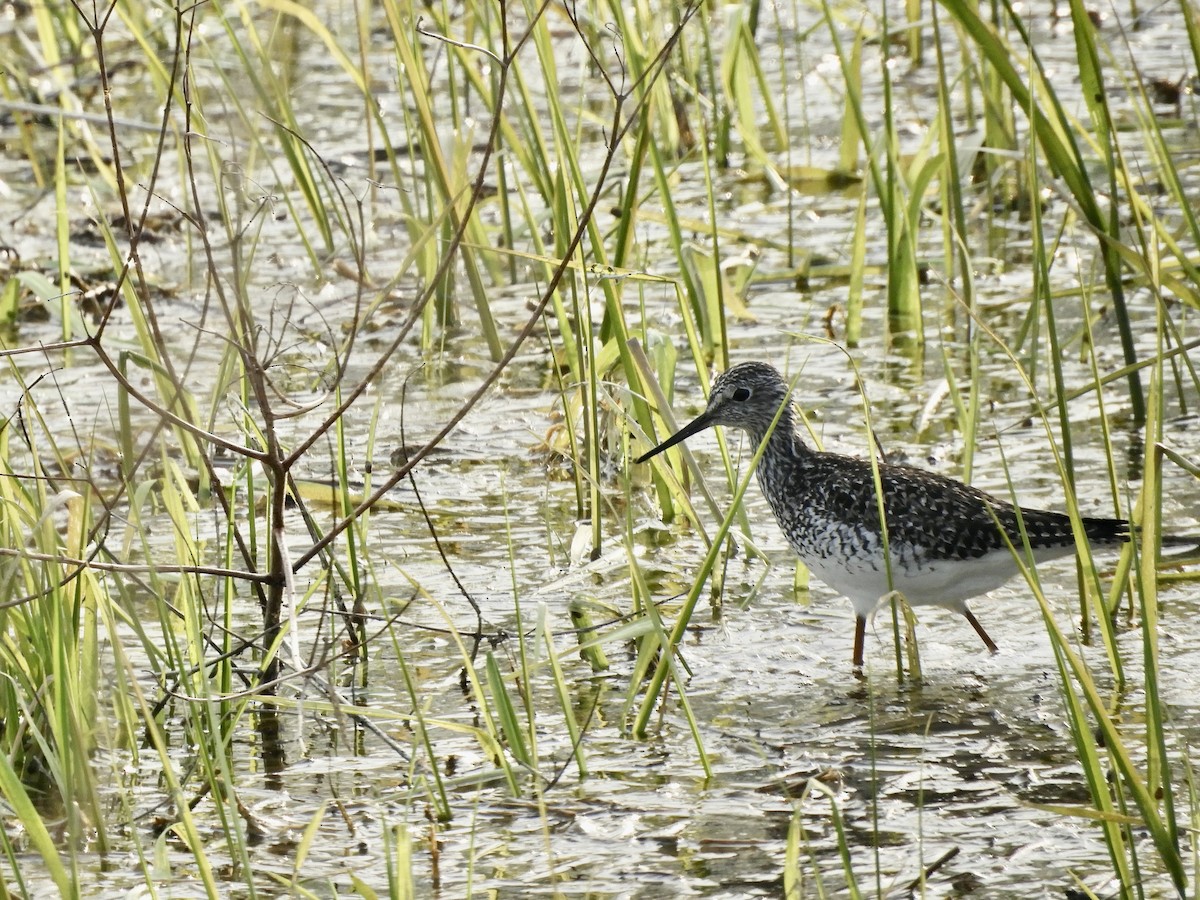 Lesser Yellowlegs - ML569221171