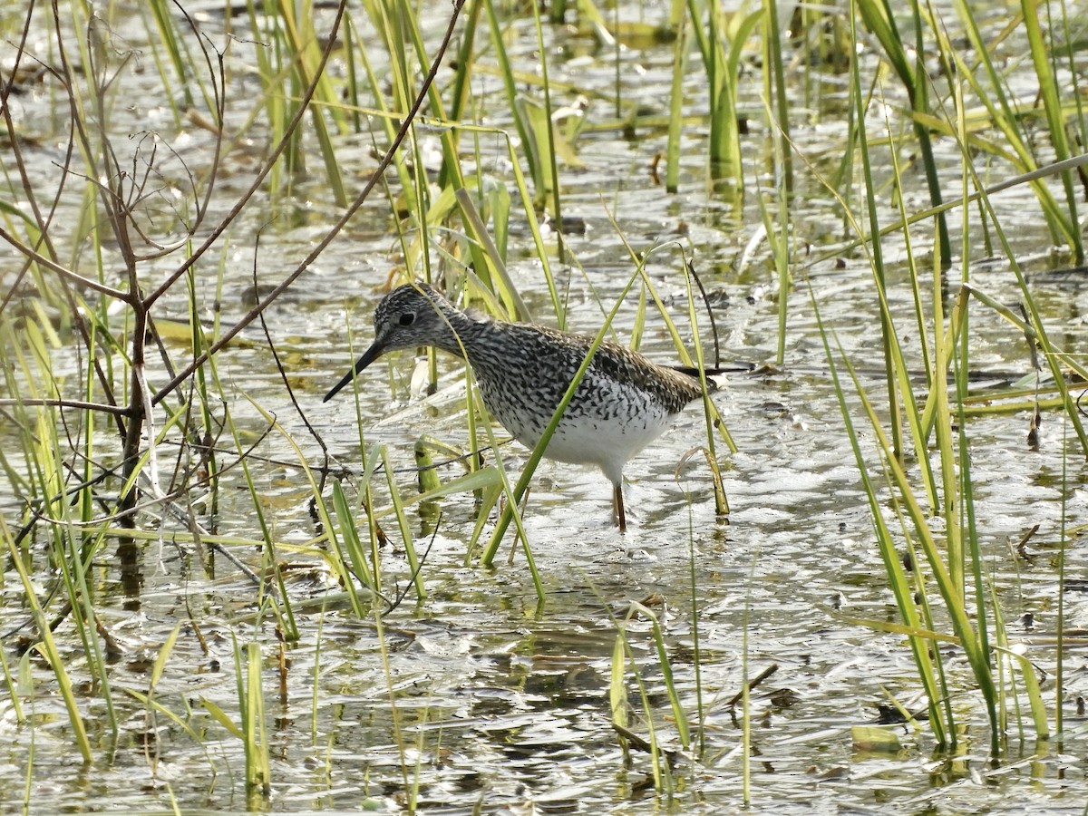 Lesser Yellowlegs - ML569221241