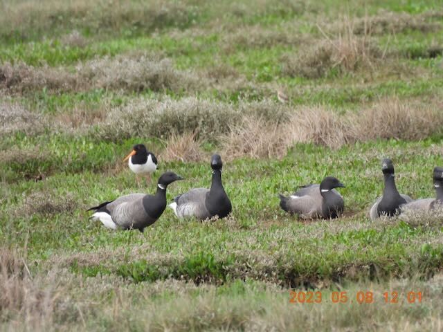 Brant (Dark-bellied) - ML569221591