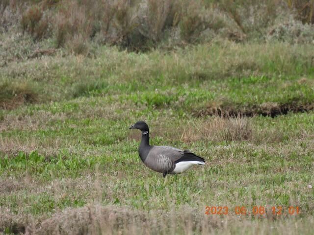 Brant (Dark-bellied) - ML569221601