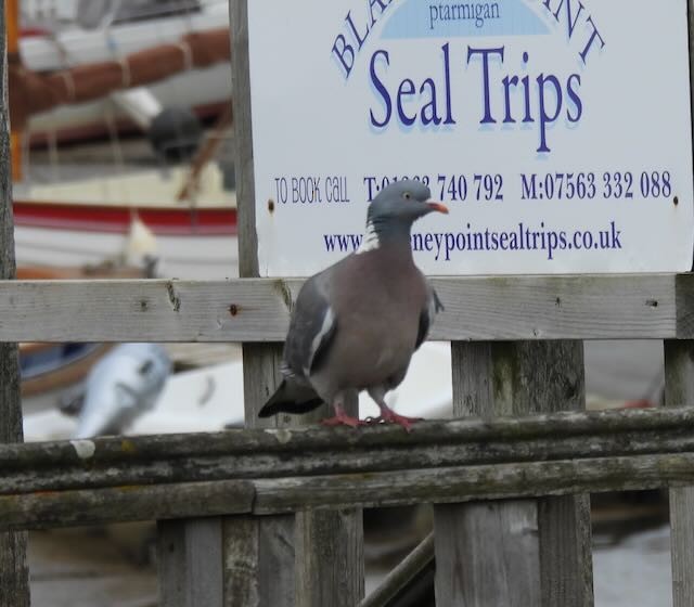 Common Wood-Pigeon - ML569221681