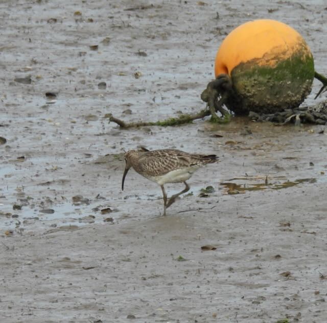 Whimbrel - ML569221731