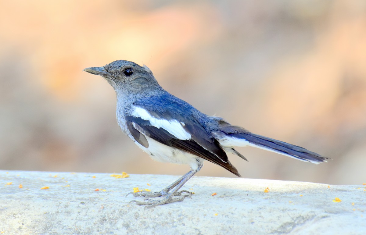 Oriental Magpie-Robin - Ajoy Kumar Dawn