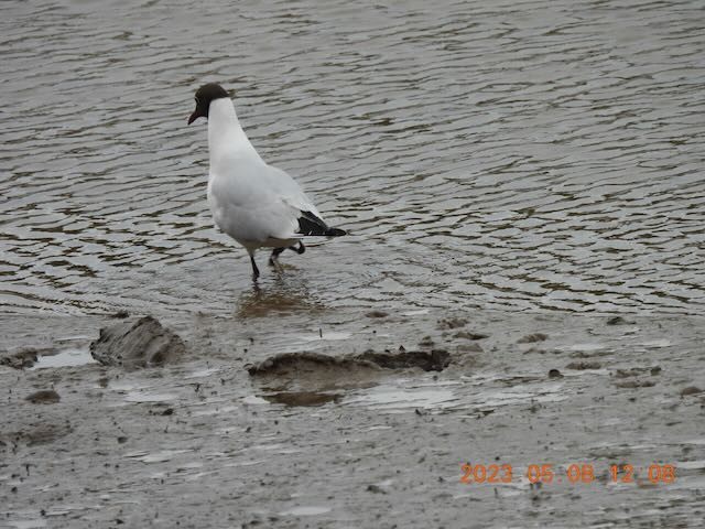 Black-headed Gull - ML569221801