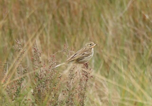 Meadow Pipit - ML569221941