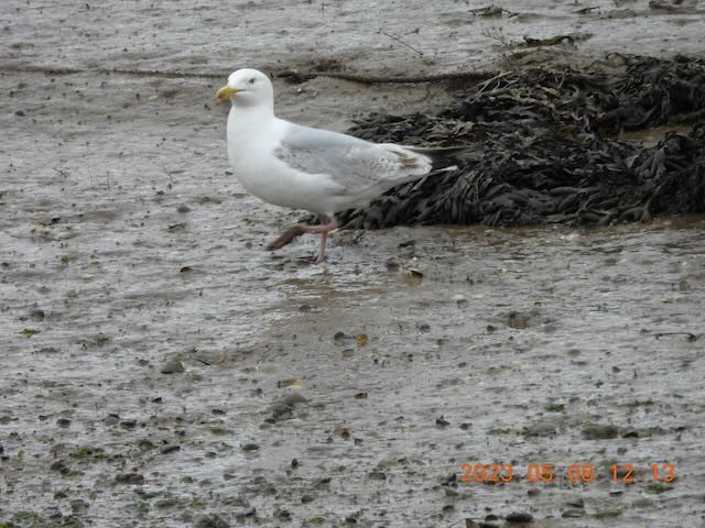 Herring Gull (European) - ML569222171