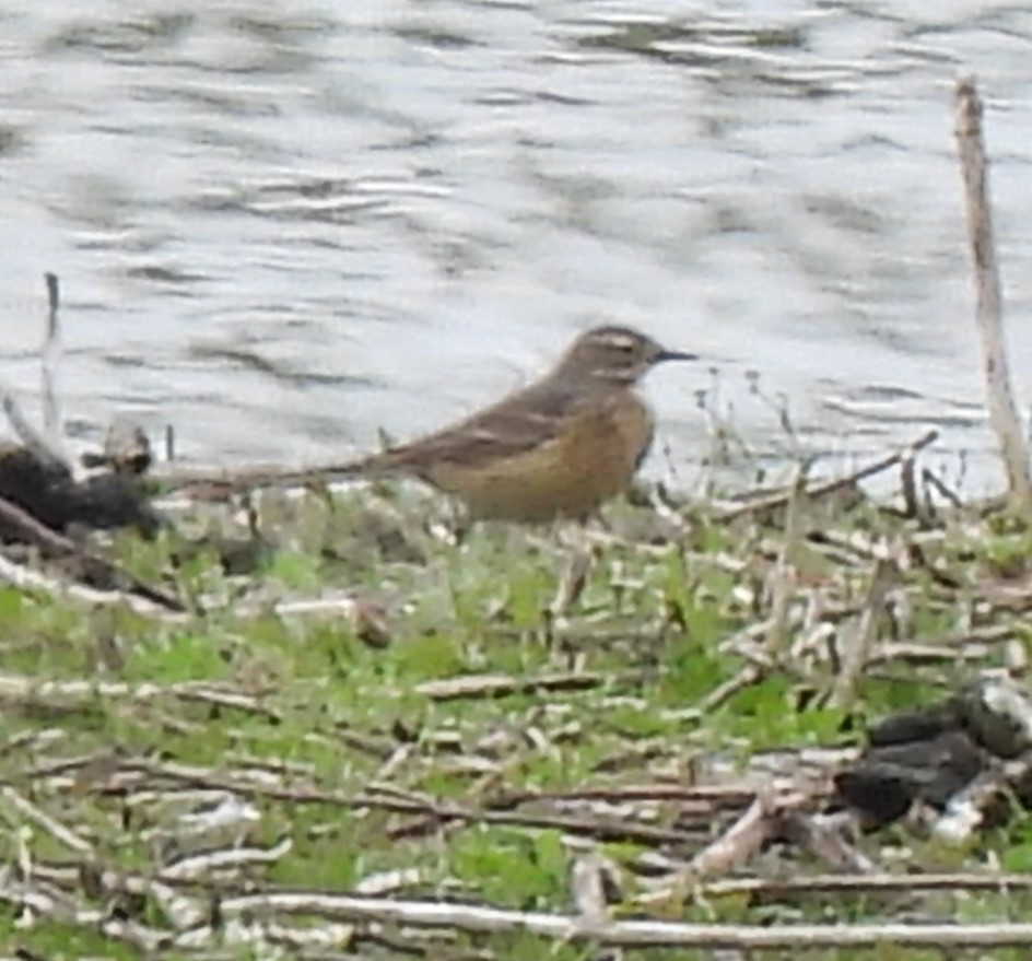 Pipit d'Amérique - ML569222391