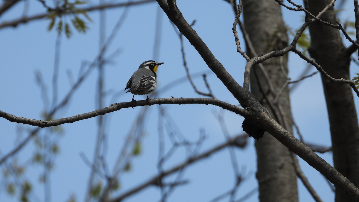 Yellow-throated Warbler - Nate Adams and Joey Danielsen Adams