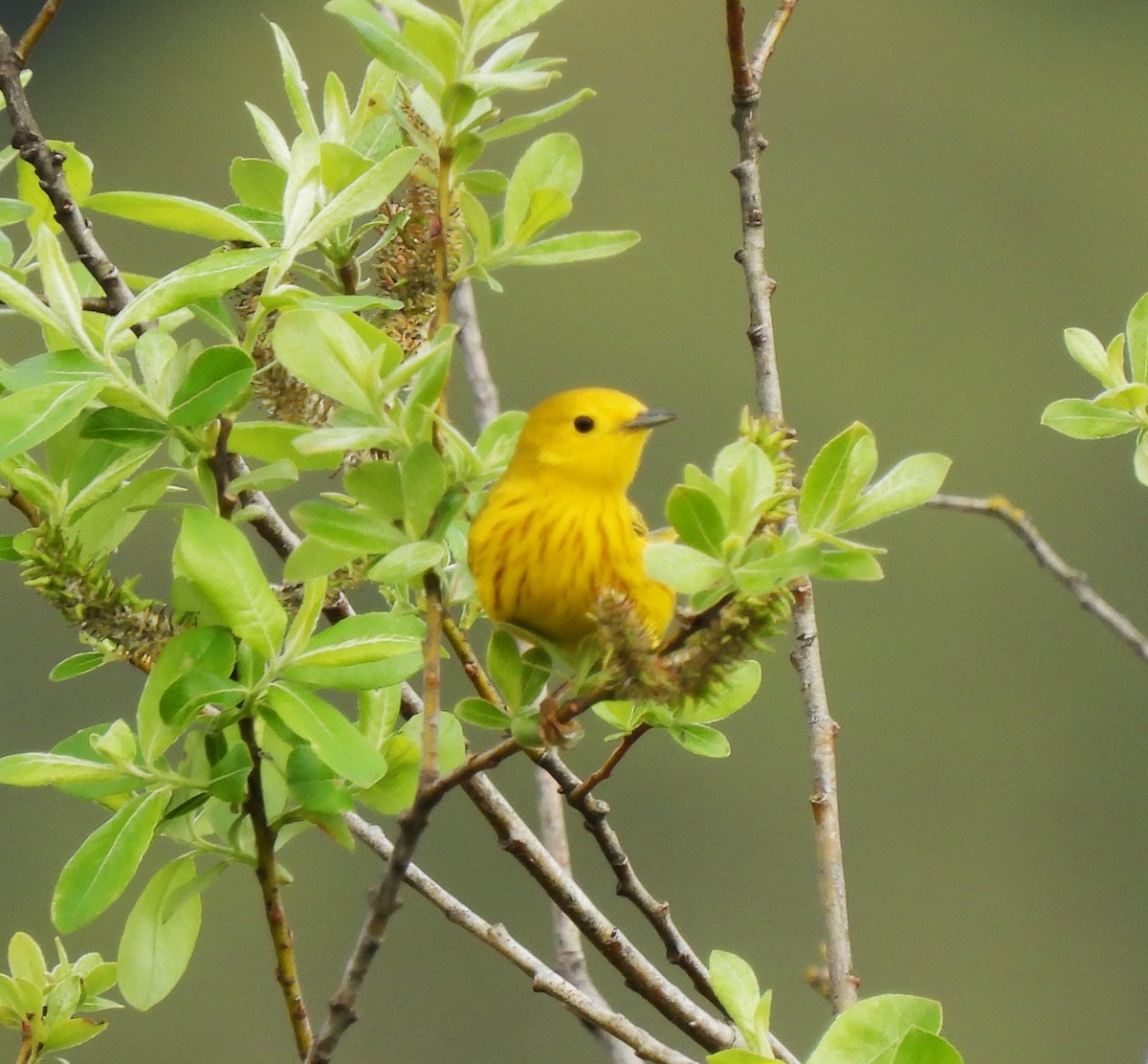 Yellow Warbler - ML569222931