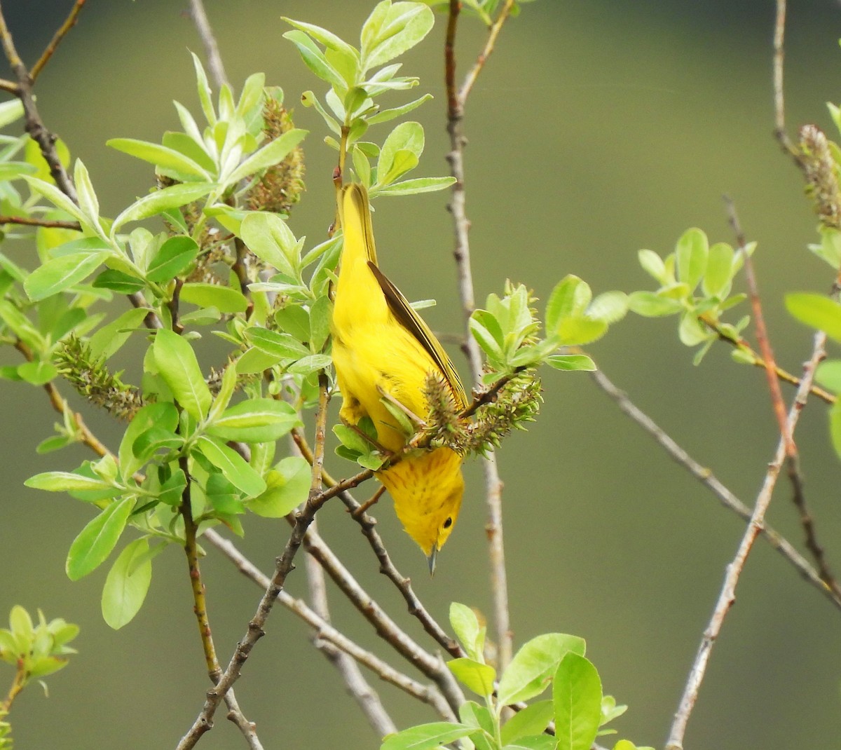 Yellow Warbler - ML569222941