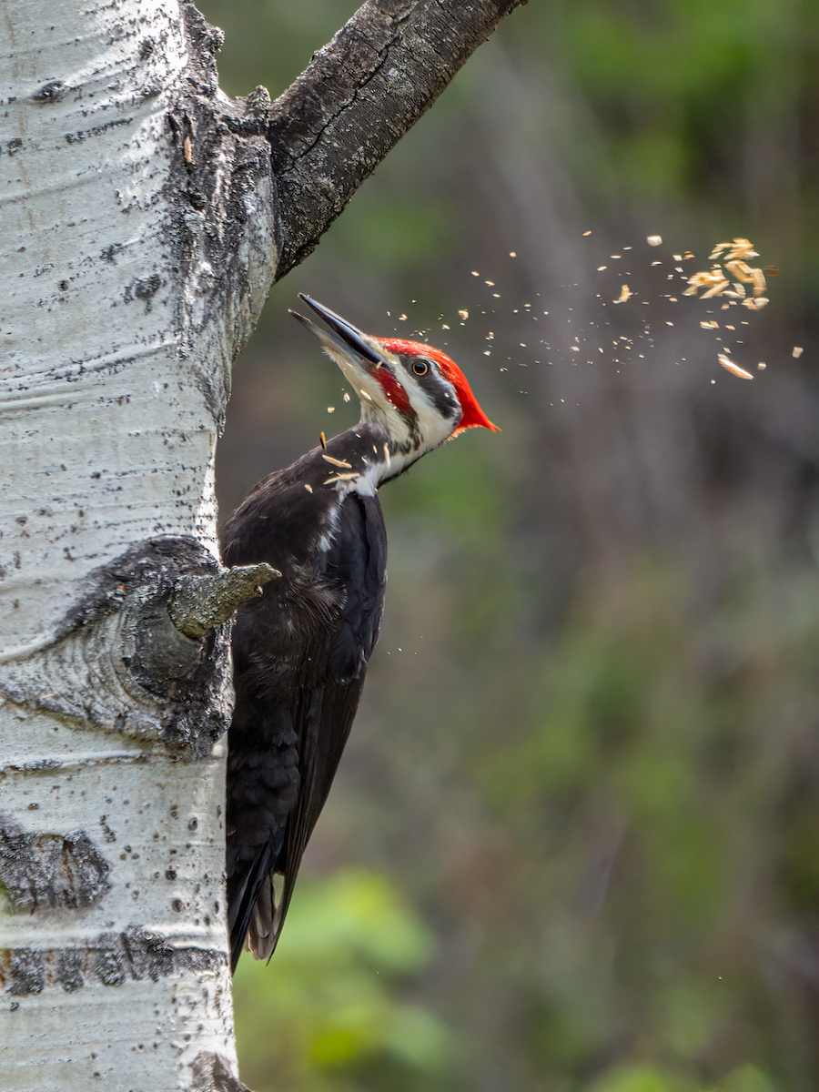 Pileated Woodpecker - ML569223501