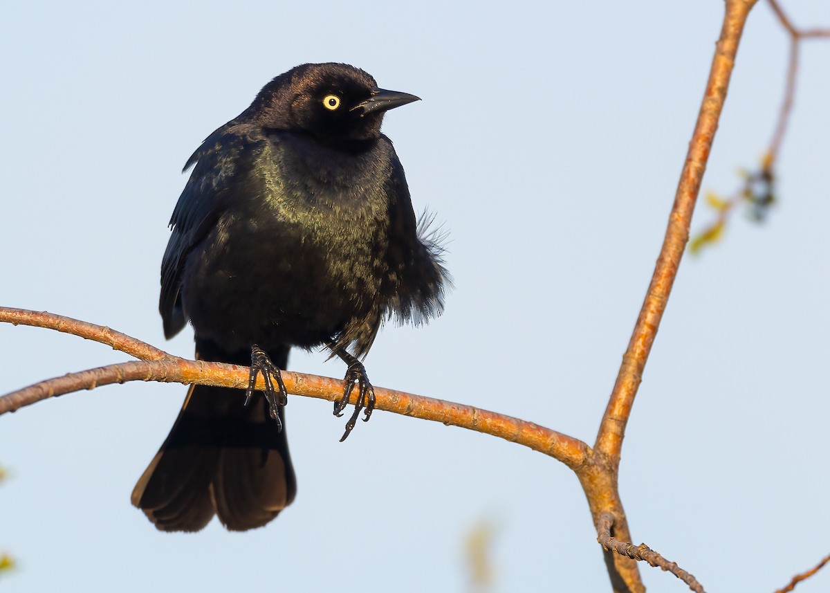 Brewer's Blackbird - ML569223671