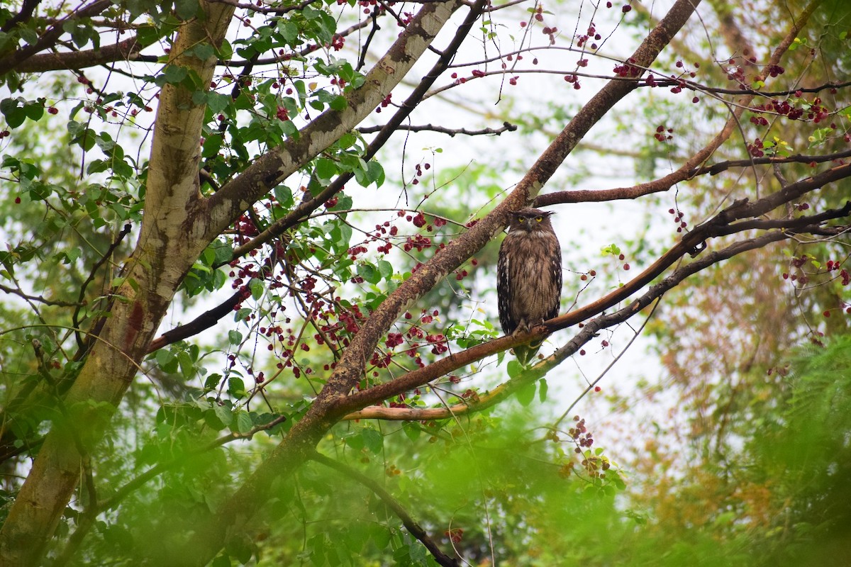 ミナミシマフクロウ - ML569225071