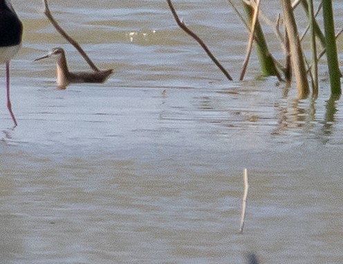 Wilson's Phalarope - Chris Tosdevin