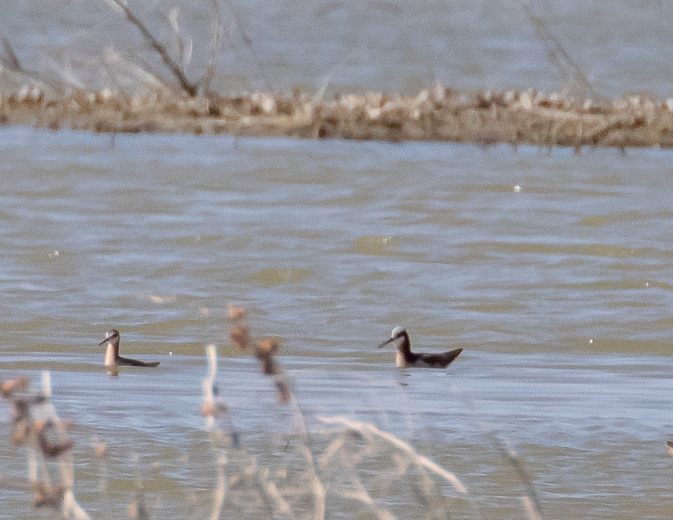 Wilson's Phalarope - ML569225481