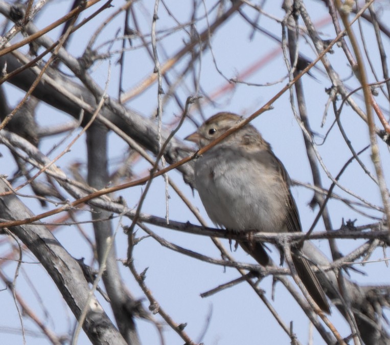 Brewer's Sparrow - ML569225491