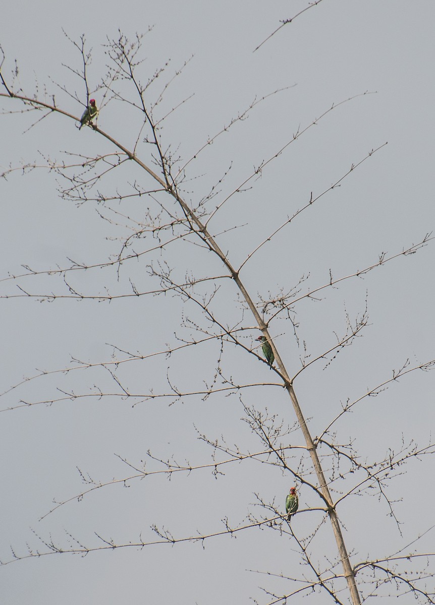 Malabar Barbet - ML569225501