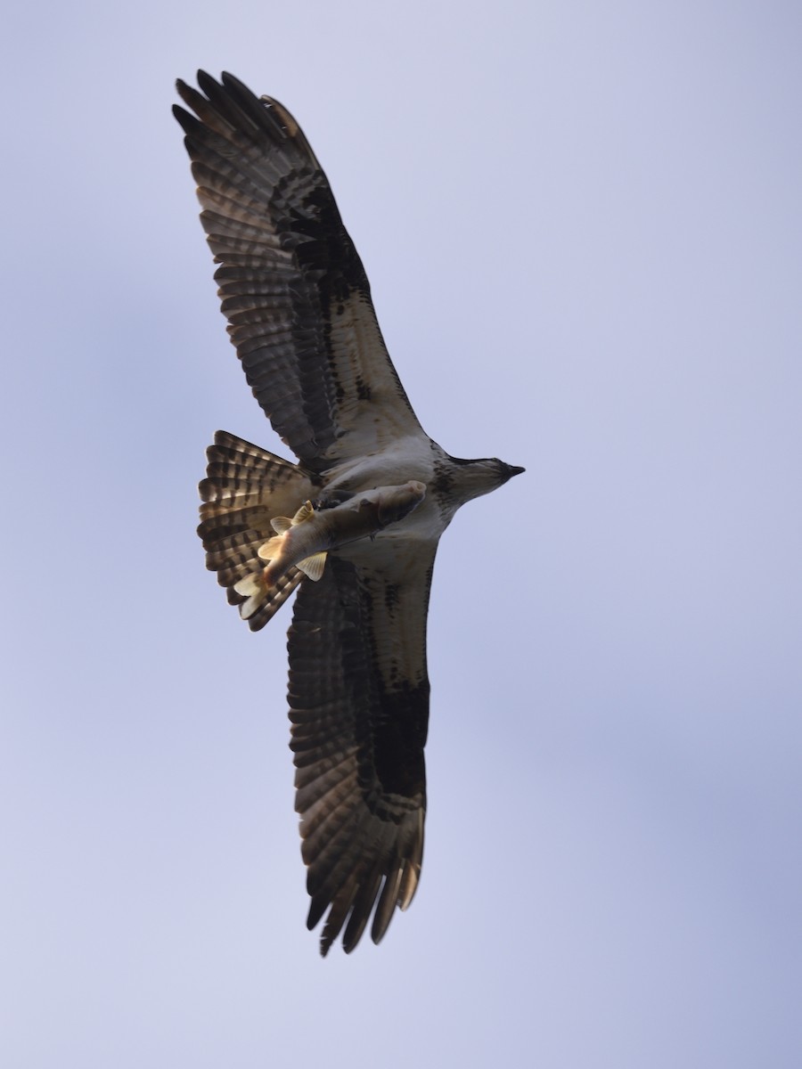 Águila Pescadora - ML569225541