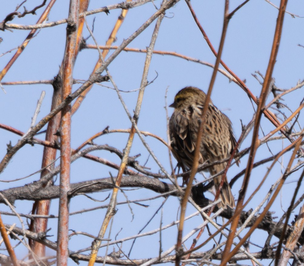 Savannah Sparrow - ML569225631