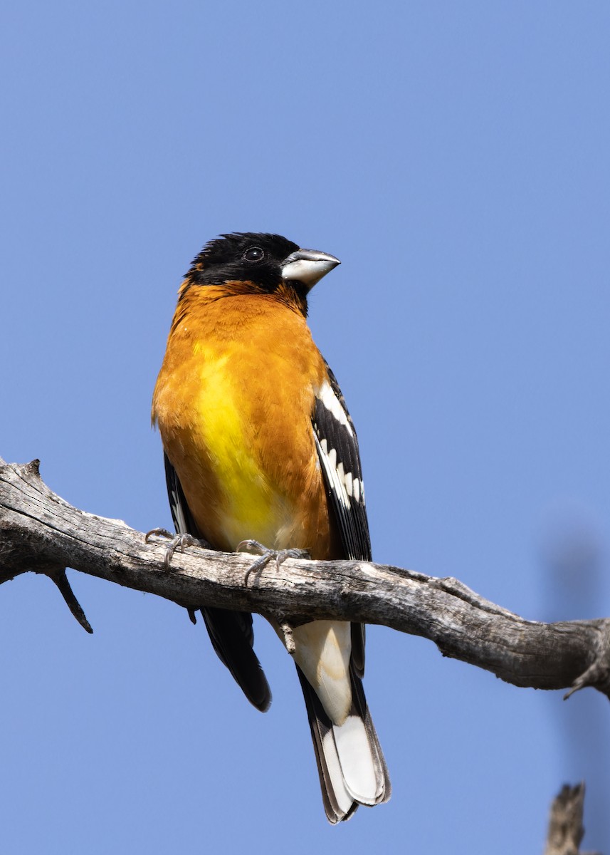 Black-headed Grosbeak - ML569225991