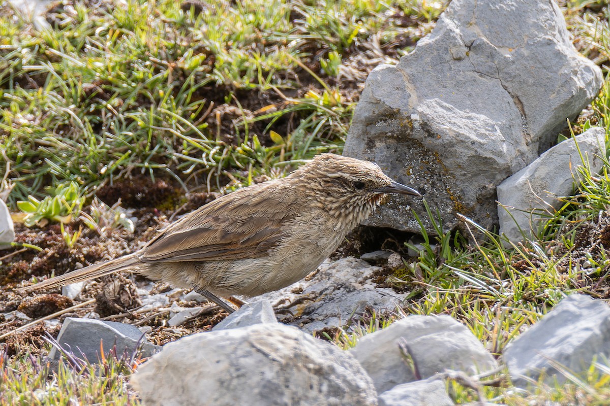 Streak-throated Canastero - Giancarlo Vera