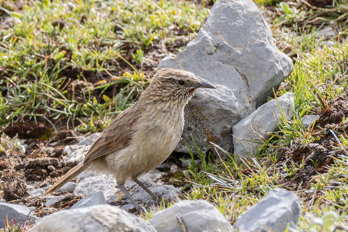 Streak-throated Canastero - Giancarlo Vera