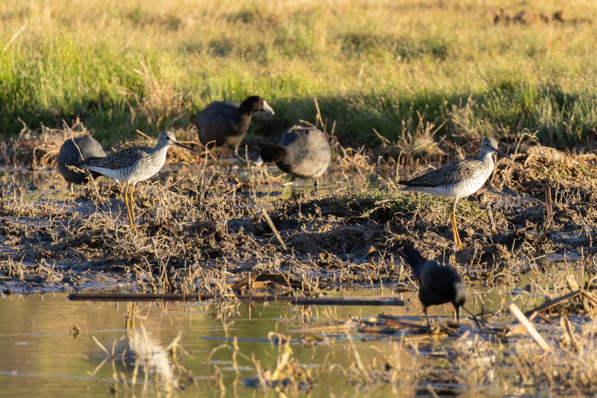 Greater Yellowlegs - Joe Aliperti