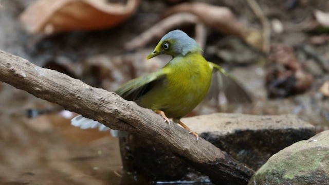 Gray-headed Bulbul - ML569228251