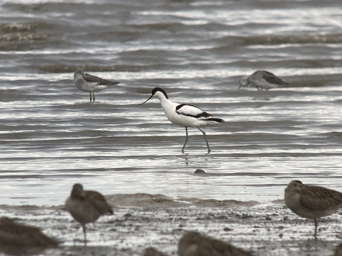 Pied Avocet - ML569228451