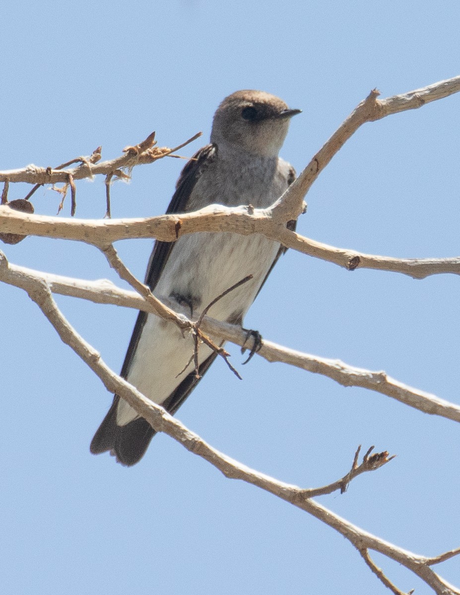 Northern Rough-winged Swallow - ML569228611