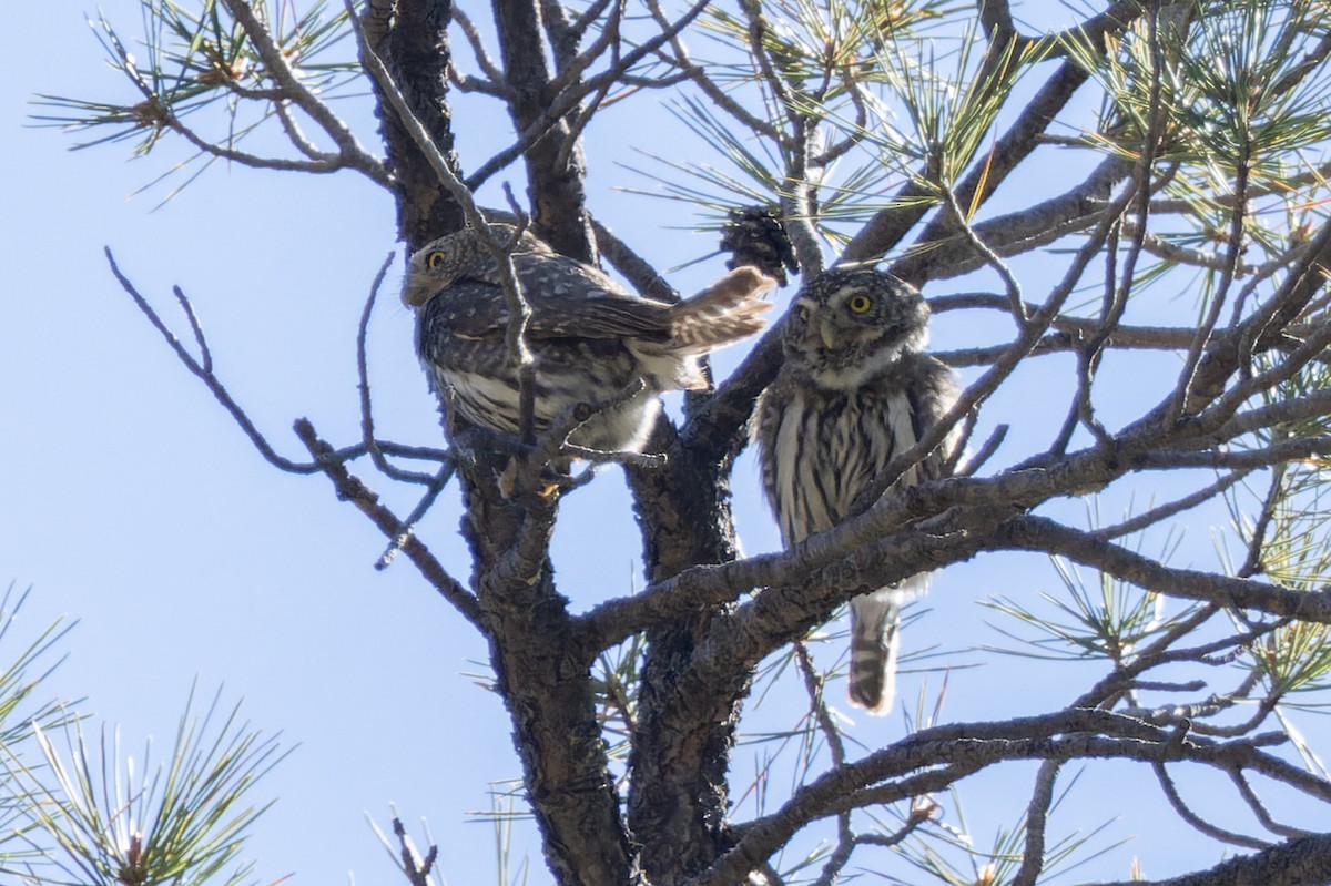 Northern Pygmy-Owl - ML569228841