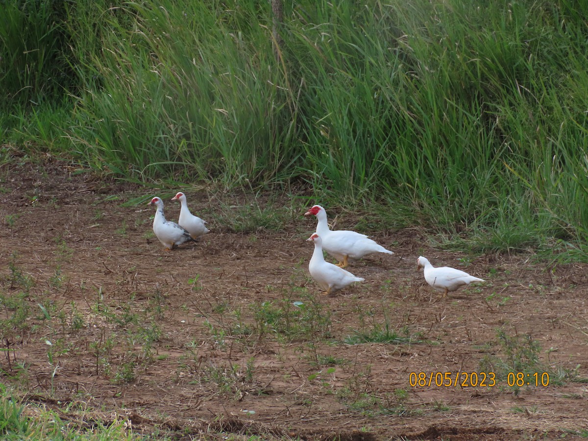 Muscovy Duck (Domestic type) - ML569229141