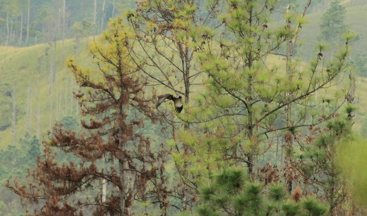 Solitary Eagle - ML569229271