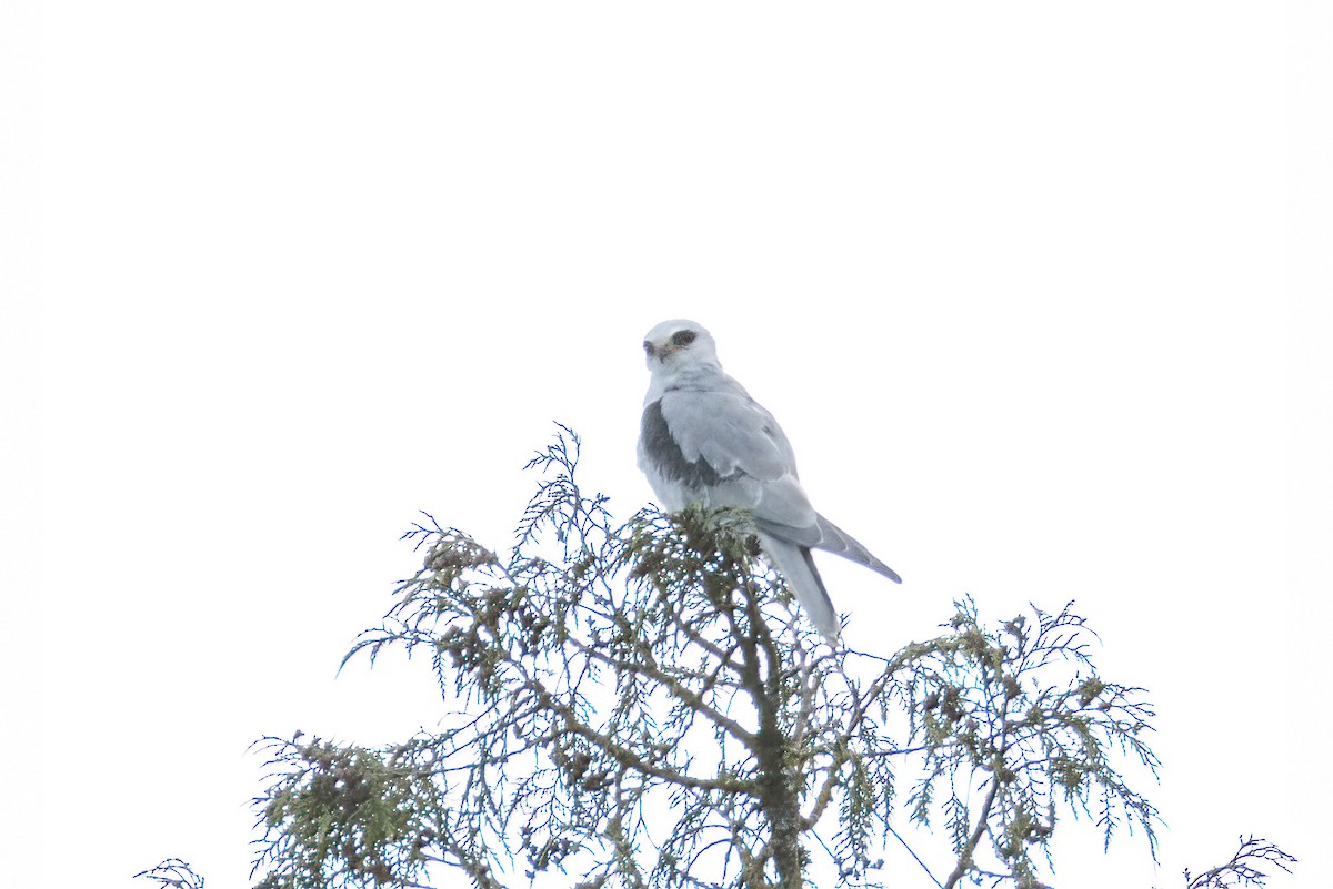 White-tailed Kite - ML569229331