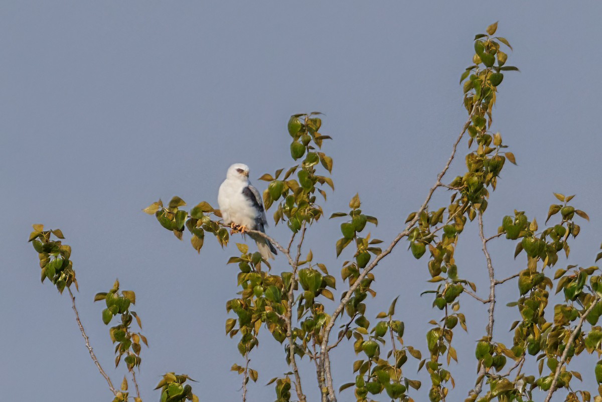 White-tailed Kite - ML569229341