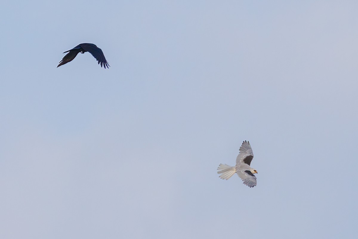 White-tailed Kite - ML569229351