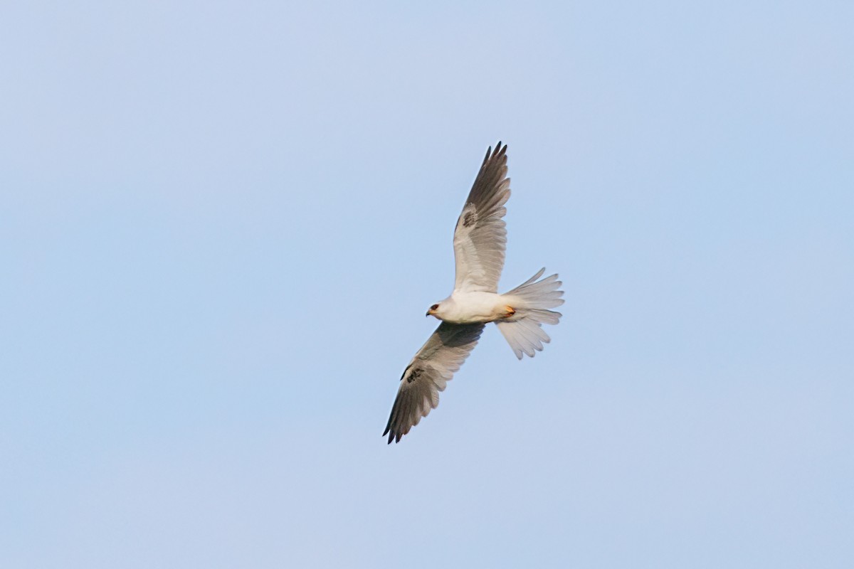 White-tailed Kite - ML569229361