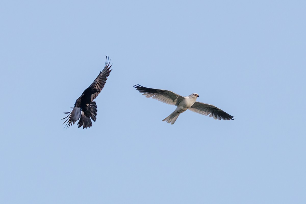 White-tailed Kite - ML569229371