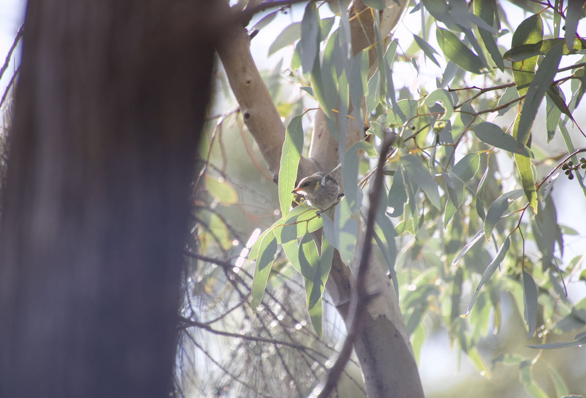 Yellow-plumed Honeyeater - Ethan Dean