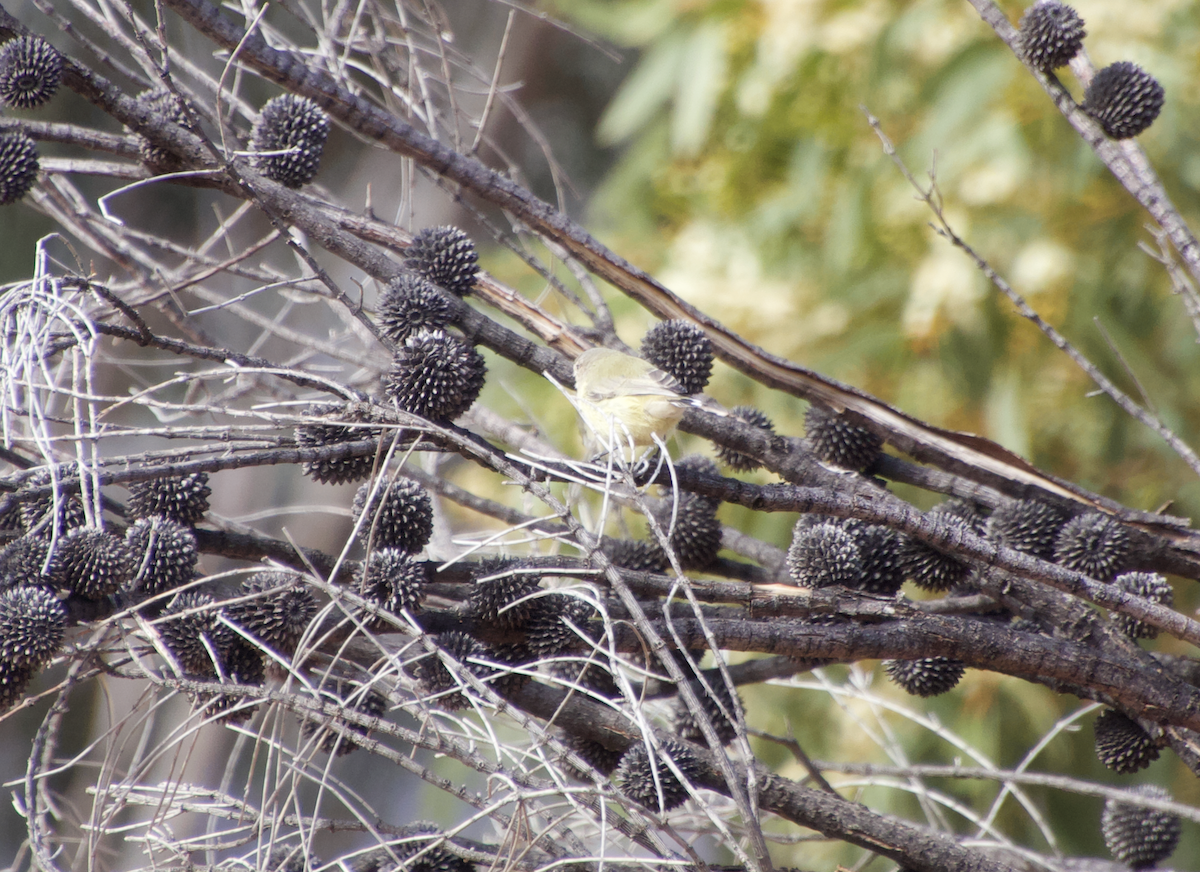 Slender-billed Thornbill - Ethan Dean