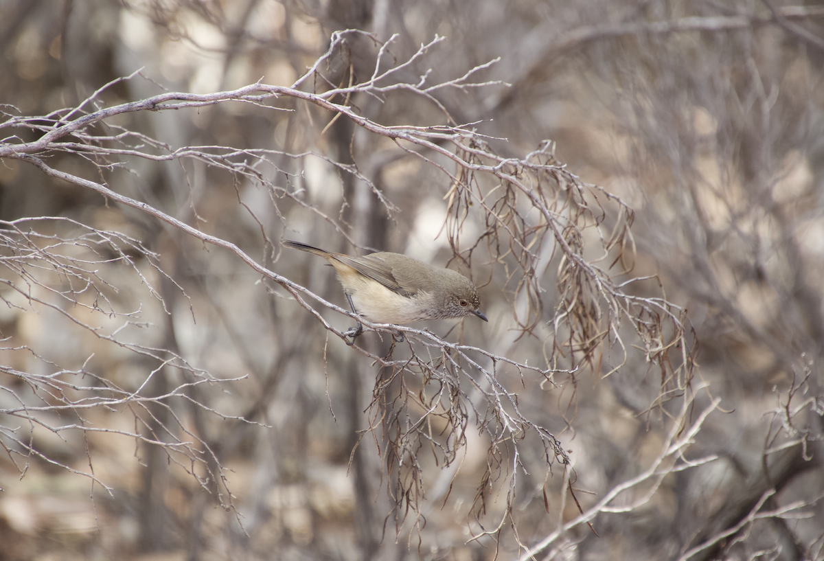 Inland Thornbill - Ethan Dean