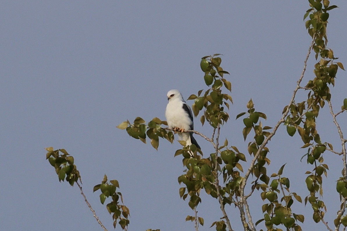 White-tailed Kite - ML569232601