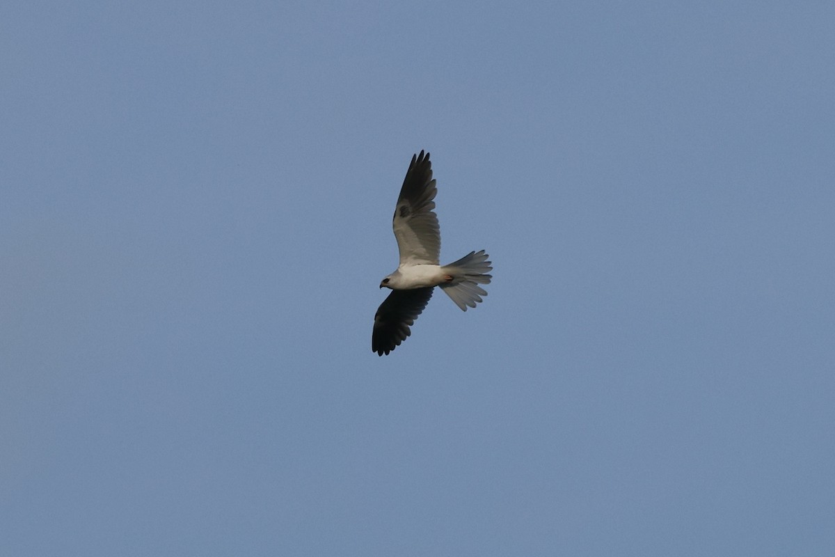 White-tailed Kite - ML569232691