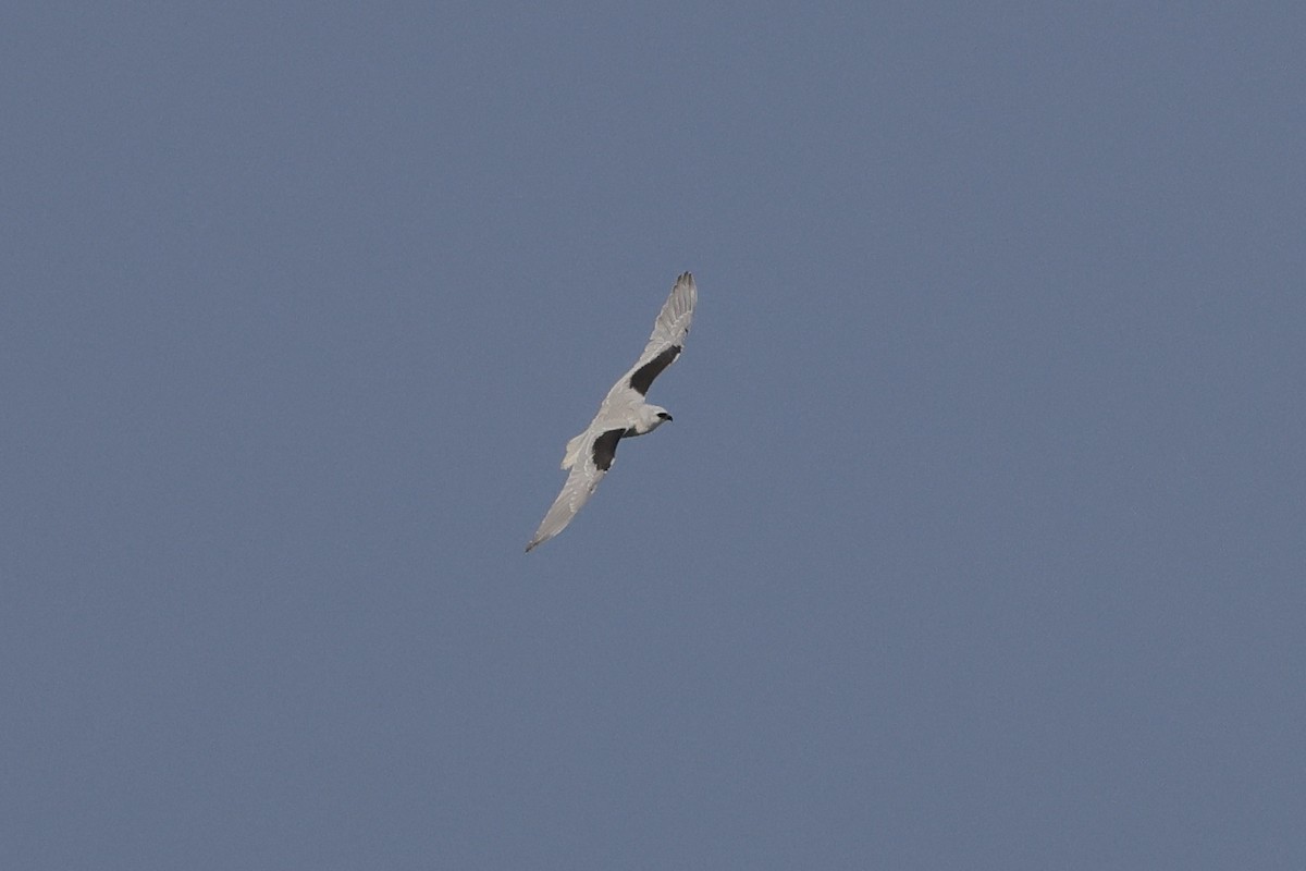 White-tailed Kite - ML569232911