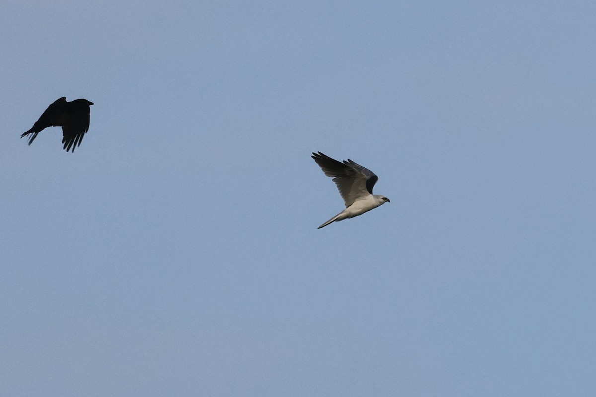 White-tailed Kite - ML569233041